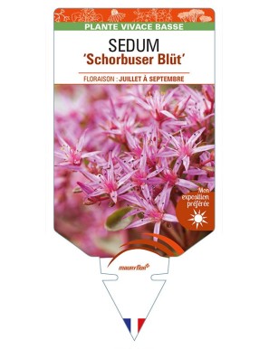 SEDUM (spurium) 'Schorbuser Blut'