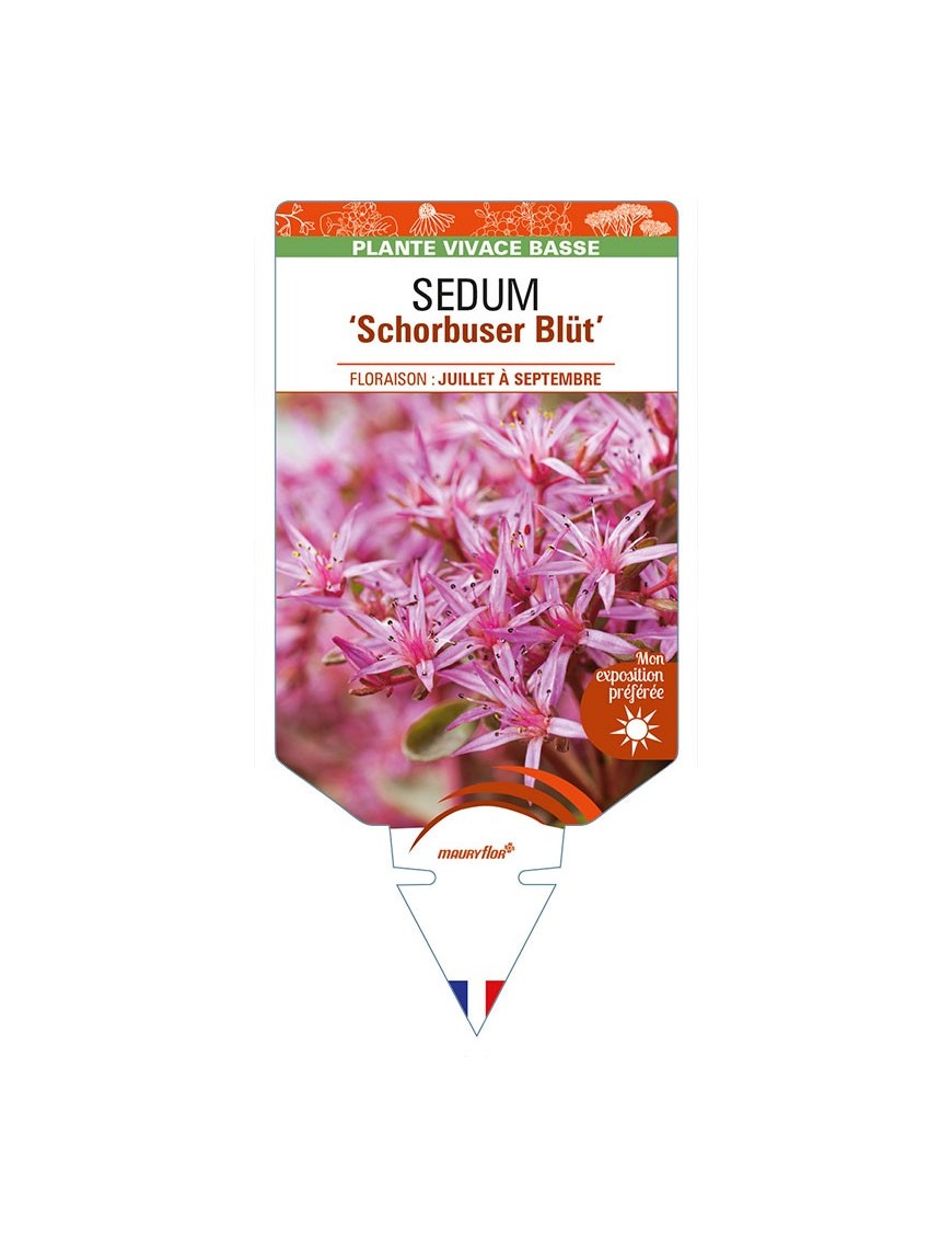 SEDUM (spurium) 'Schorbuser Blut'