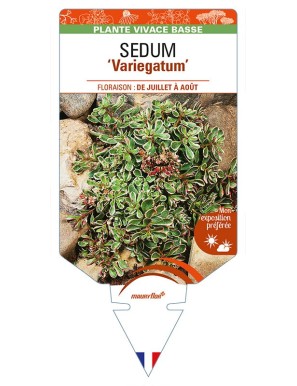 SEDUM (spurium) 'Variegatum'