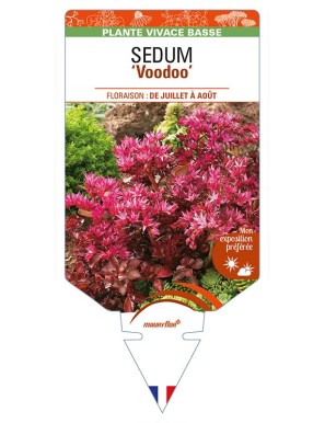 SEDUM (spurium) 'Voodoo'