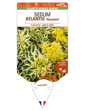 SEDUM (takesimense) ATLANTIS 'Nonsitnal'