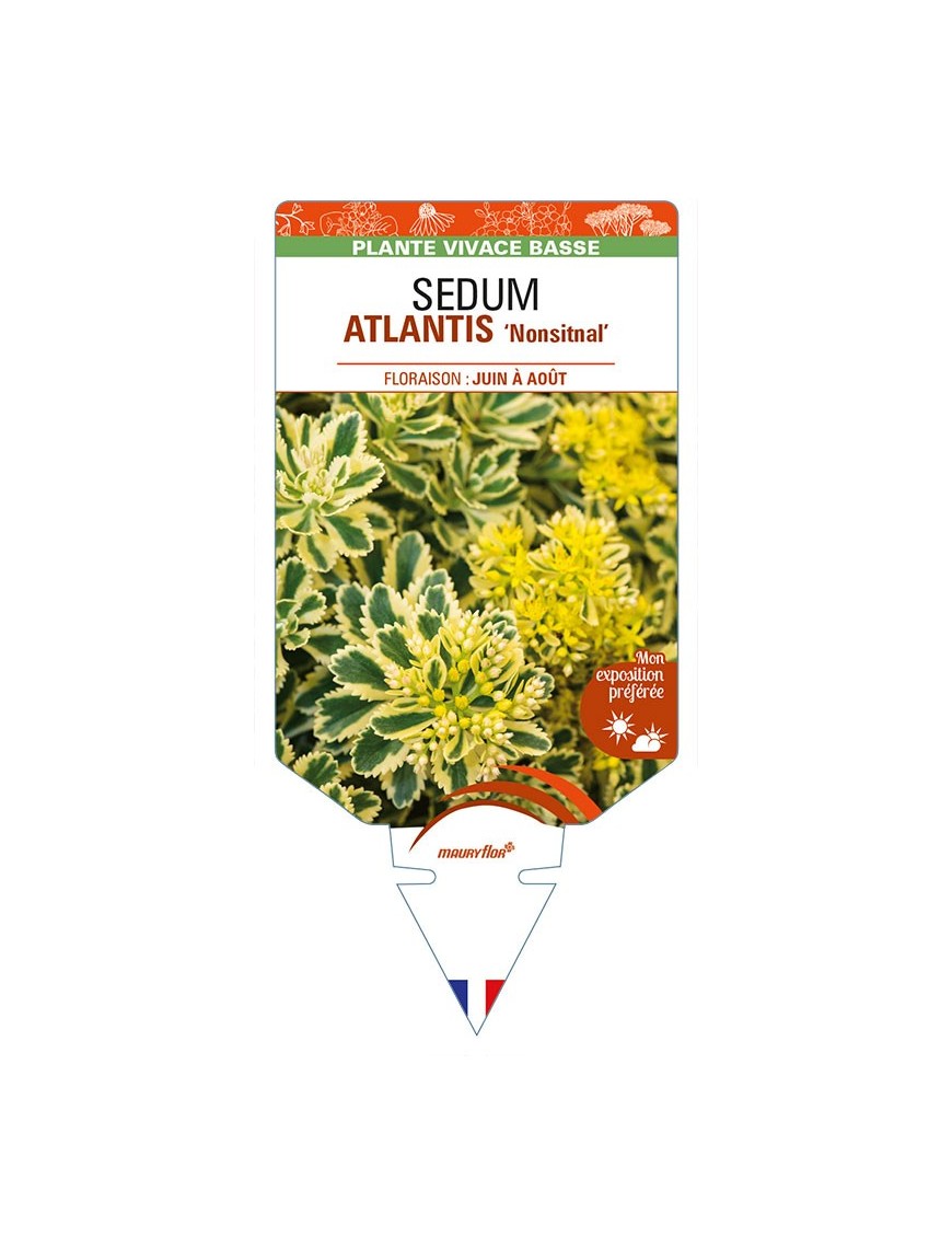 SEDUM (takesimense) ATLANTIS 'Nonsitnal'