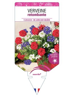 VERVEINE RETOMBANTE (VARIÉE)