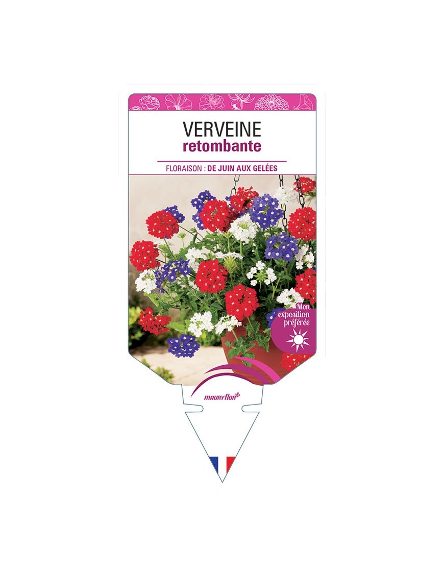 VERVEINE RETOMBANTE (VARIÉE)