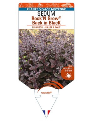 SEDUM (telephium) Rock‘N Grow® Back in Black