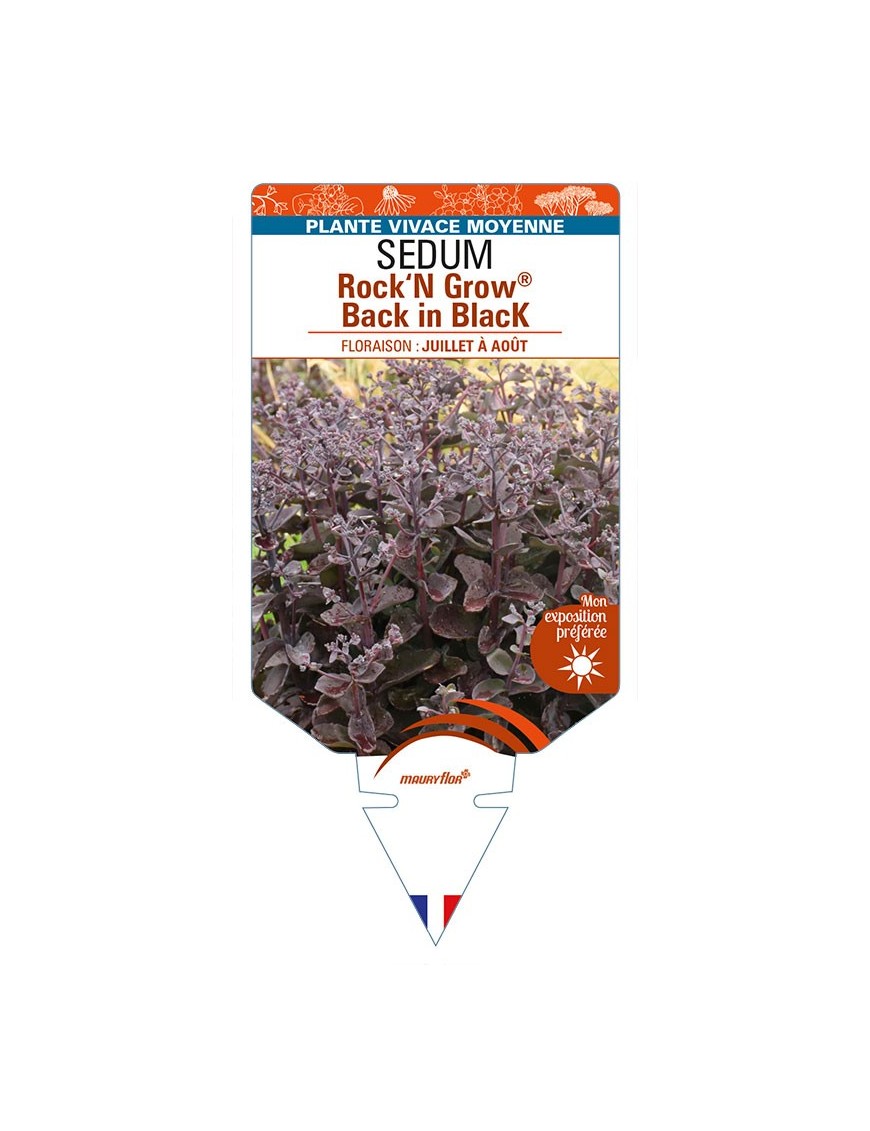 SEDUM (telephium) Rock‘N Grow® Back in Black