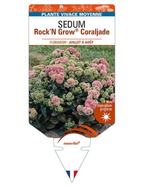 SEDUM (telephium) Rock‘N Grow® Grow Coraljade