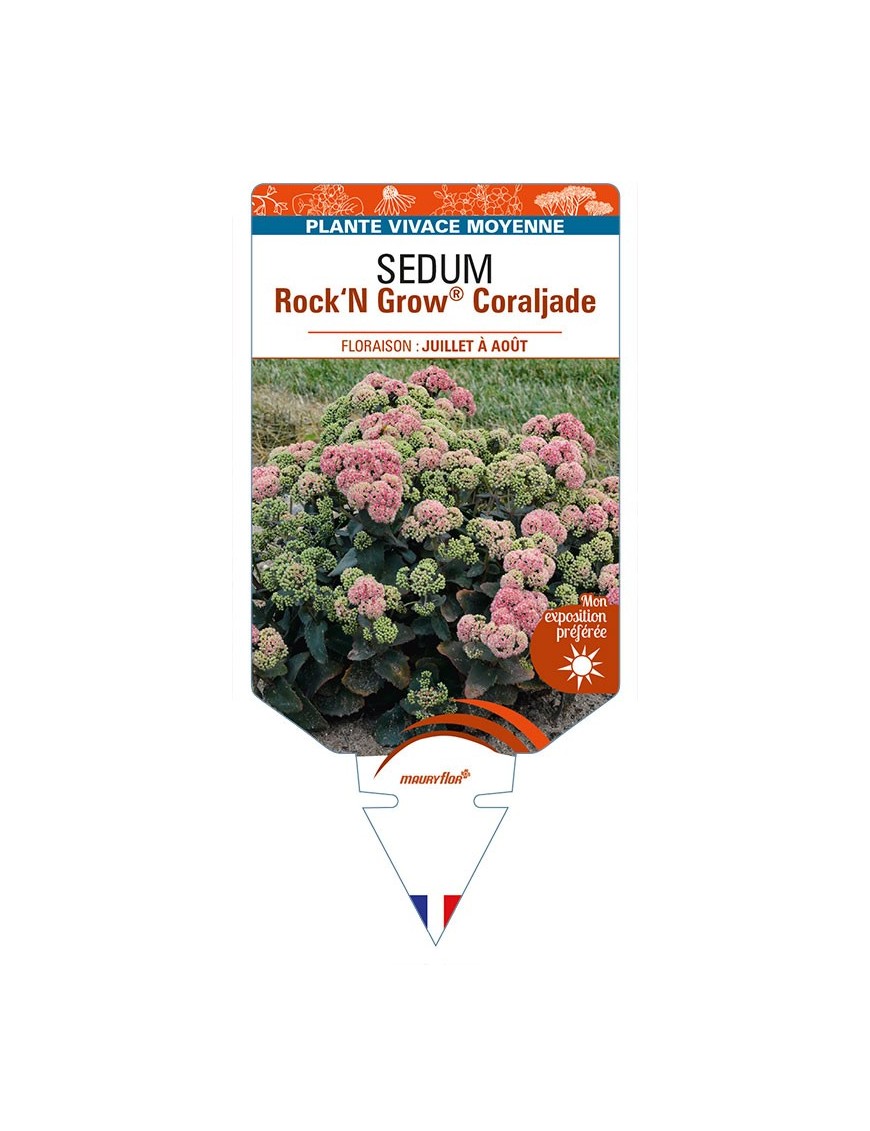 SEDUM (telephium) Rock‘N Grow® Grow Coraljade