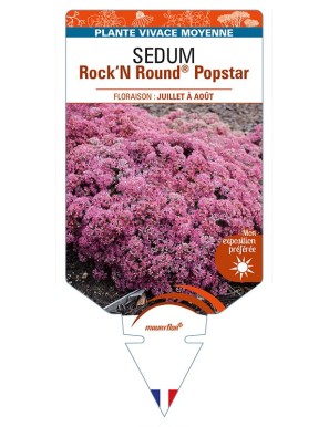 SEDUM (telephium) Rock‘N Grow® Round Popstar