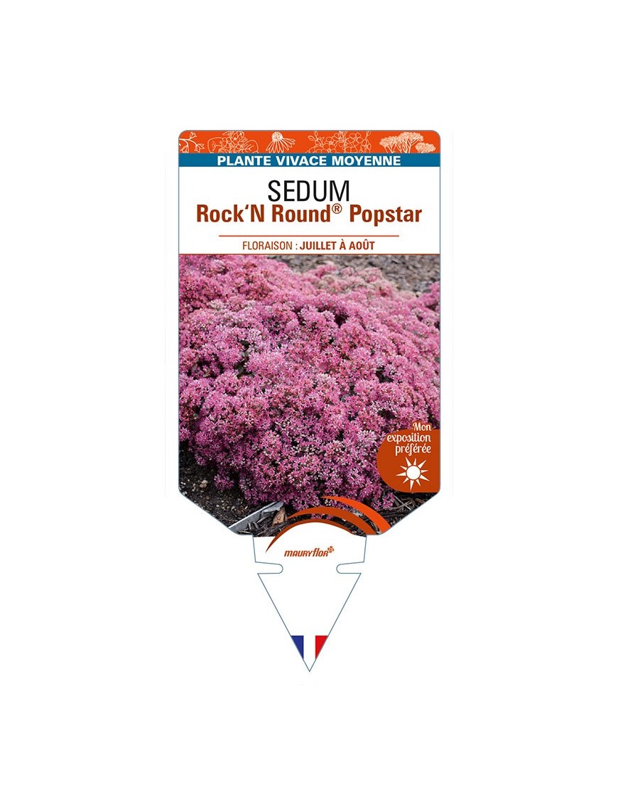 SEDUM (telephium) Rock‘N Grow® Round Popstar