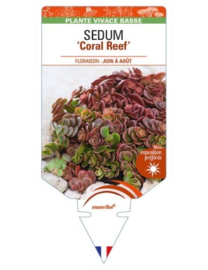 SEDUM (tetractinum) 'Coral Reef'