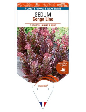 SEDUM Conga Line