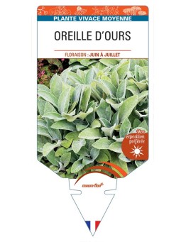 STACHYS lanata voir OREILLE D’OURS *