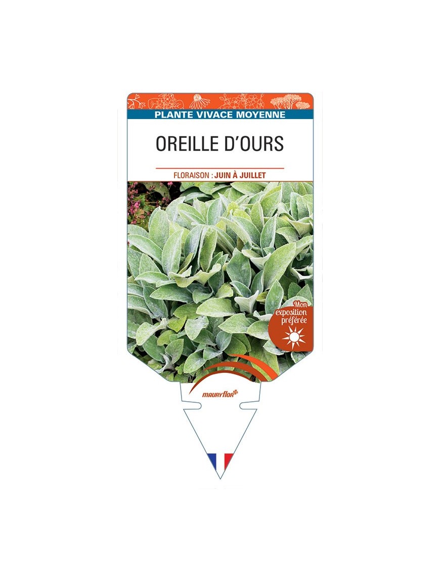 STACHYS lanata voir OREILLE D’OURS *