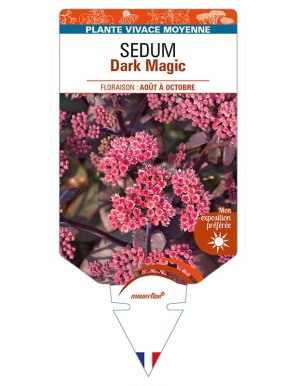 SEDUM Dark Magic