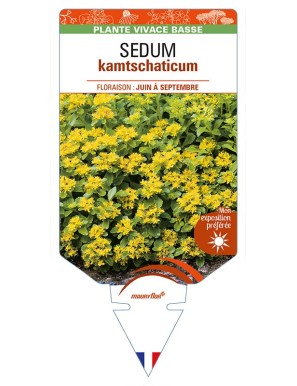 SEDUM kamtschaticum (jaune)