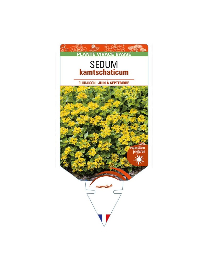 SEDUM kamtschaticum (jaune)