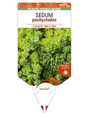 SEDUM pachyclados