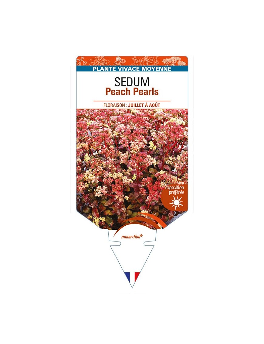 SEDUM Peach Pearls