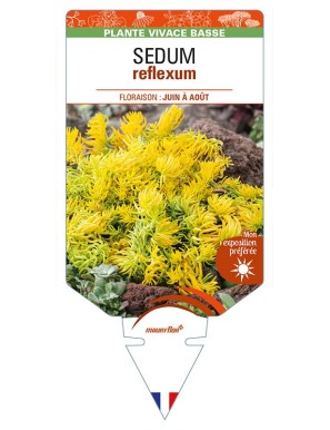 SEDUM reflexum