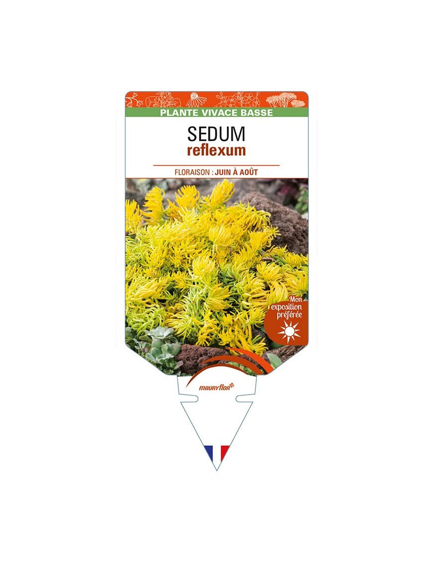 SEDUM reflexum