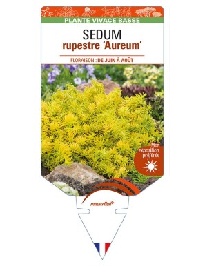 SEDUM rupestre ‘Aureum’