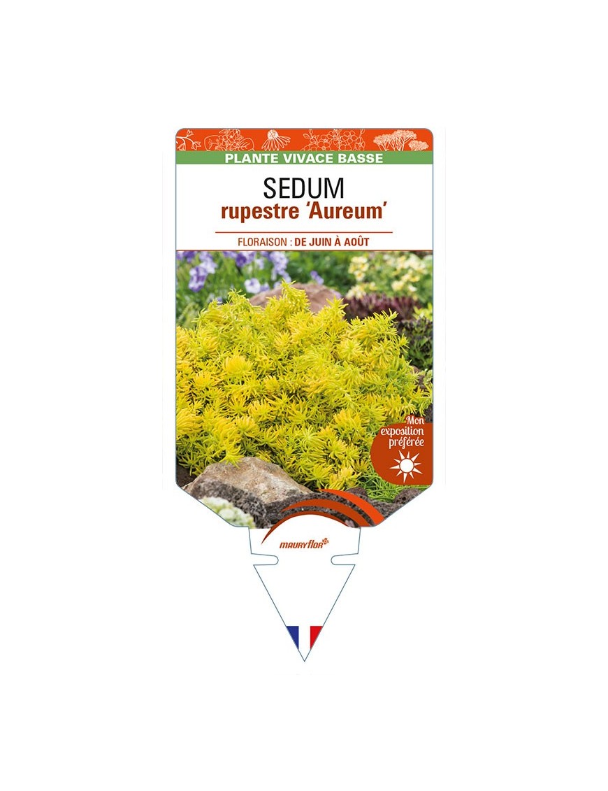 SEDUM rupestre ‘Aureum’