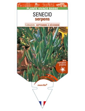 SENECIO serpens