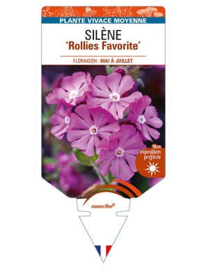 SILENE 'Rollies Favorite'