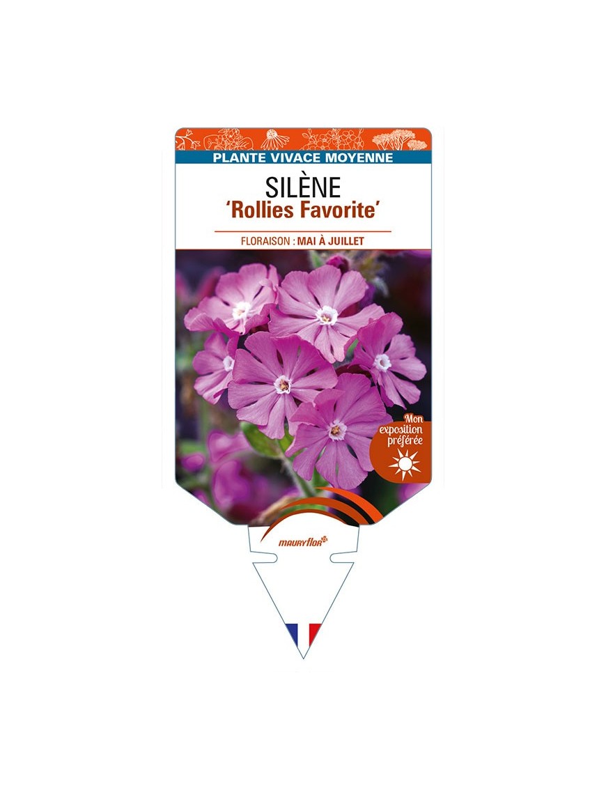 SILENE 'Rollies Favorite'