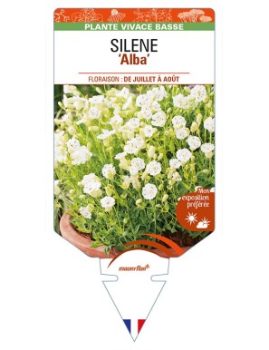 SILENE (maritima) 'Alba'