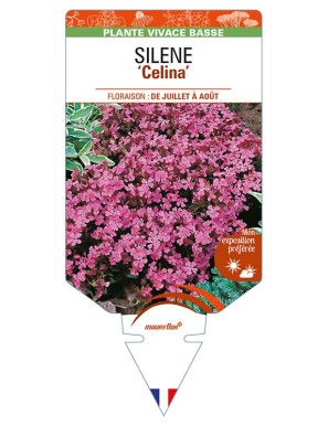 SILENE (pendula) 'Celina'