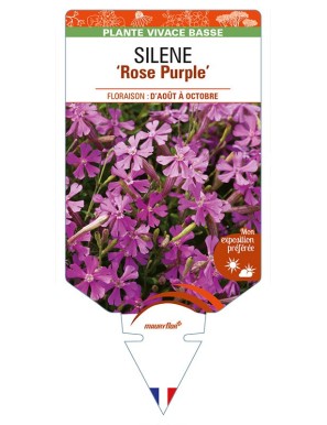 SILENE (schafta) 'Rose Purple'