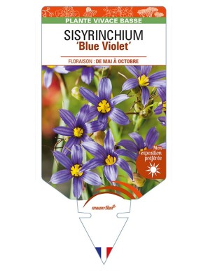 SISYRINCHIUM (bellum) 'Blue Violet'