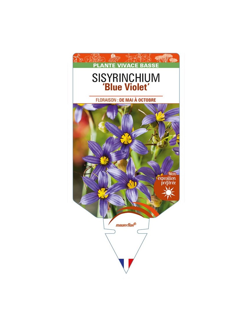 SISYRINCHIUM (bellum) 'Blue Violet'