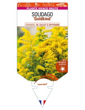 SOLIDAGO 'Goldkind'