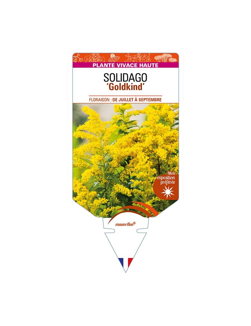 SOLIDAGO 'Goldkind'