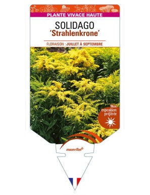 SOLIDAGO 'Strahlenkrone'