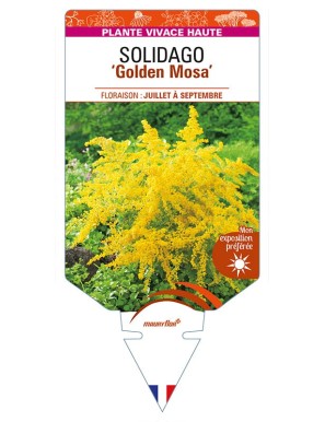 SOLIDAGO ‘Golden Mosa’