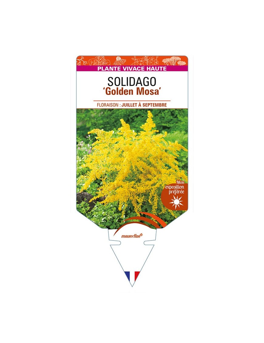 SOLIDAGO ‘Golden Mosa’