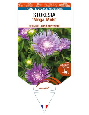 STOKESIA (laevis) 'Mega Mels'