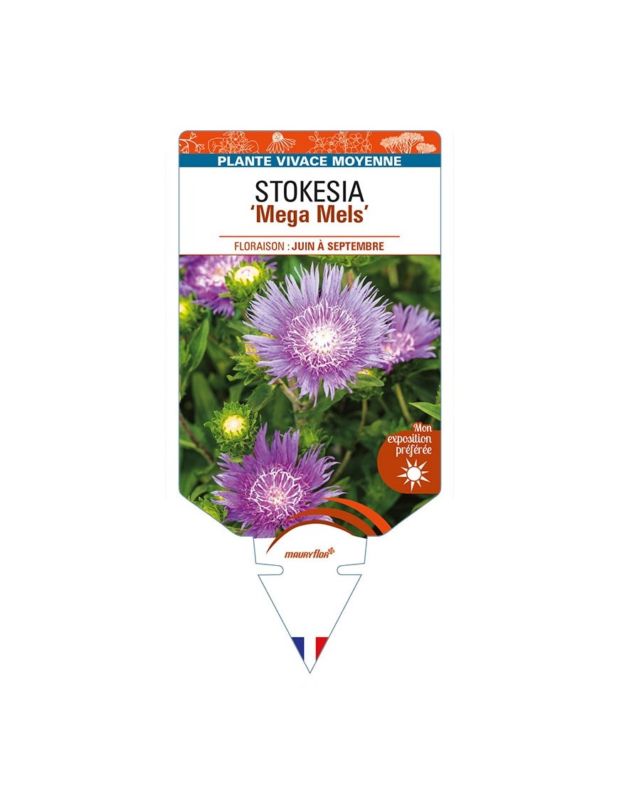 STOKESIA (laevis) 'Mega Mels'