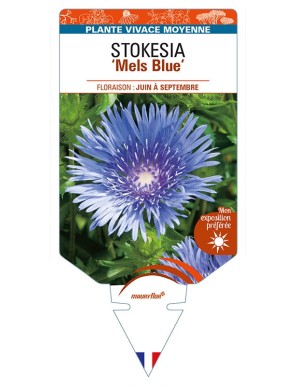 STOKESIA (laevis) 'Mels Blue'