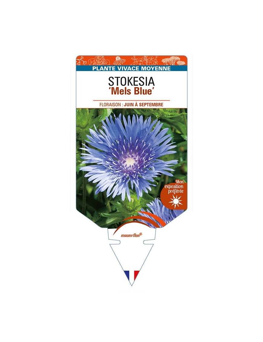 STOKESIA (laevis) 'Mels Blue'