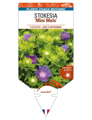 STOKESIA (laevis) 'Mini Mels'