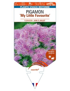 THALICTRUM 'My Little Favourite' voir PIGAMON