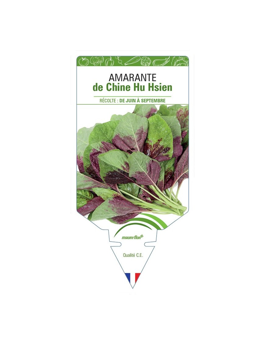 AMARANTHE DE CHINE HU HSIEN