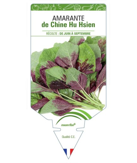 AMARANTHE DE CHINE HU HSIEN