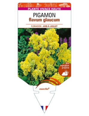 THALICTRUM flavum glaucum voir PIGAMON