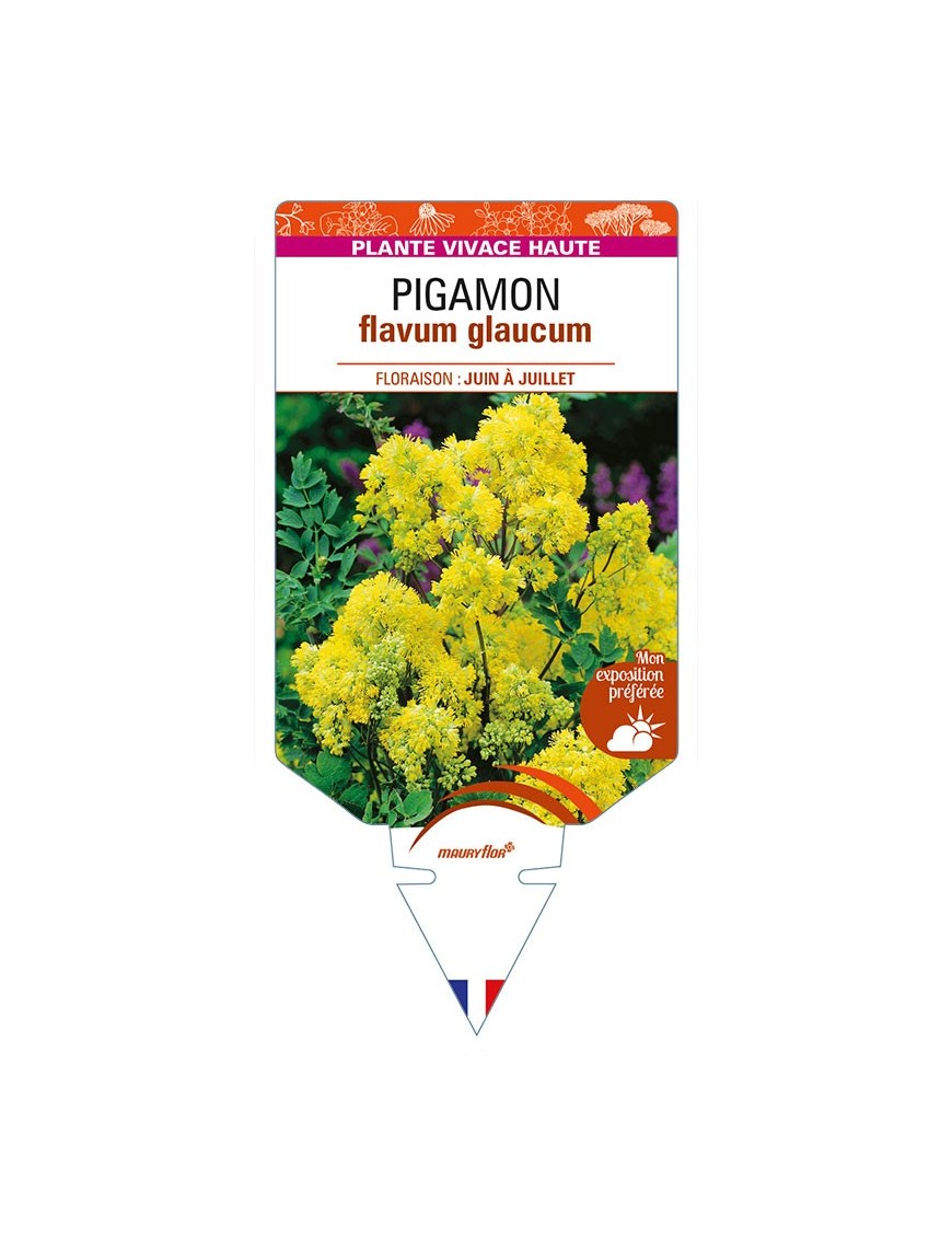 THALICTRUM flavum glaucum voir PIGAMON